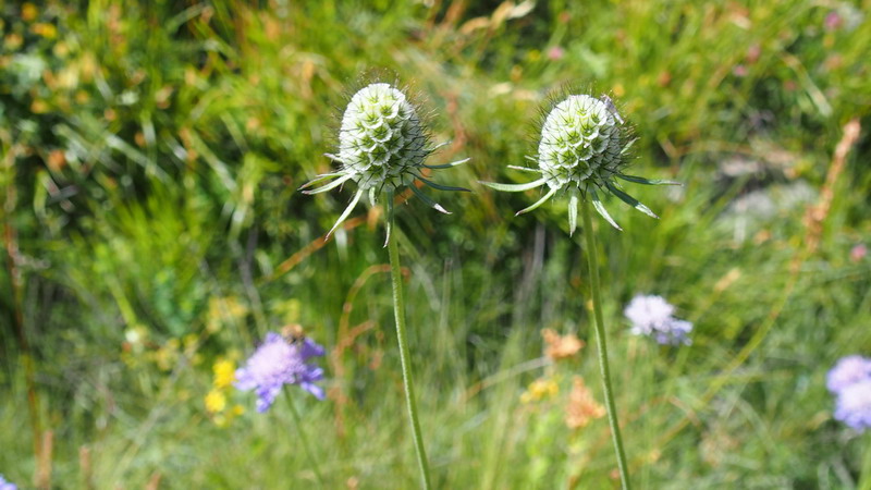 knautia o Scabiosa ??